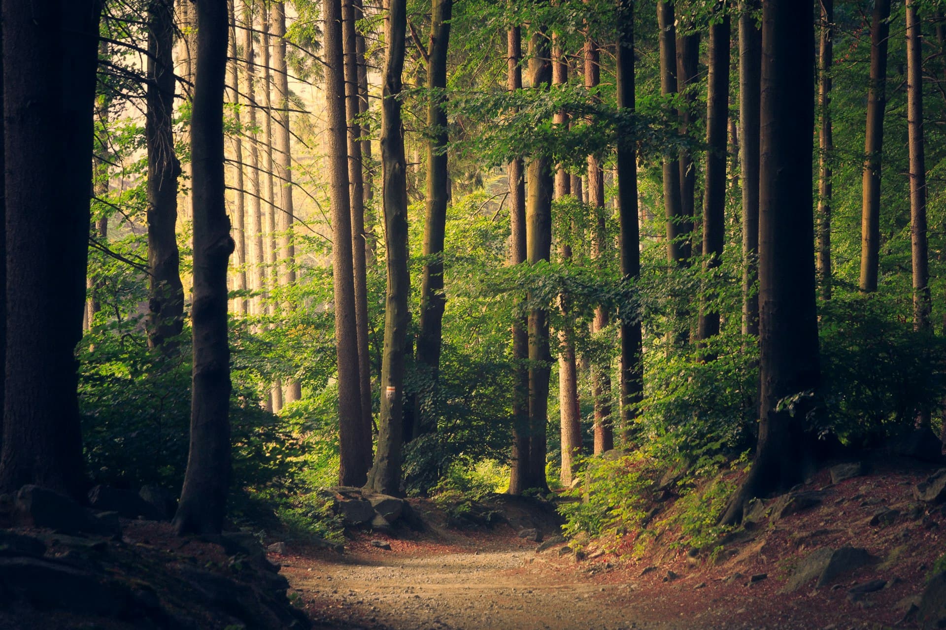 Forest path at Foz da Cova